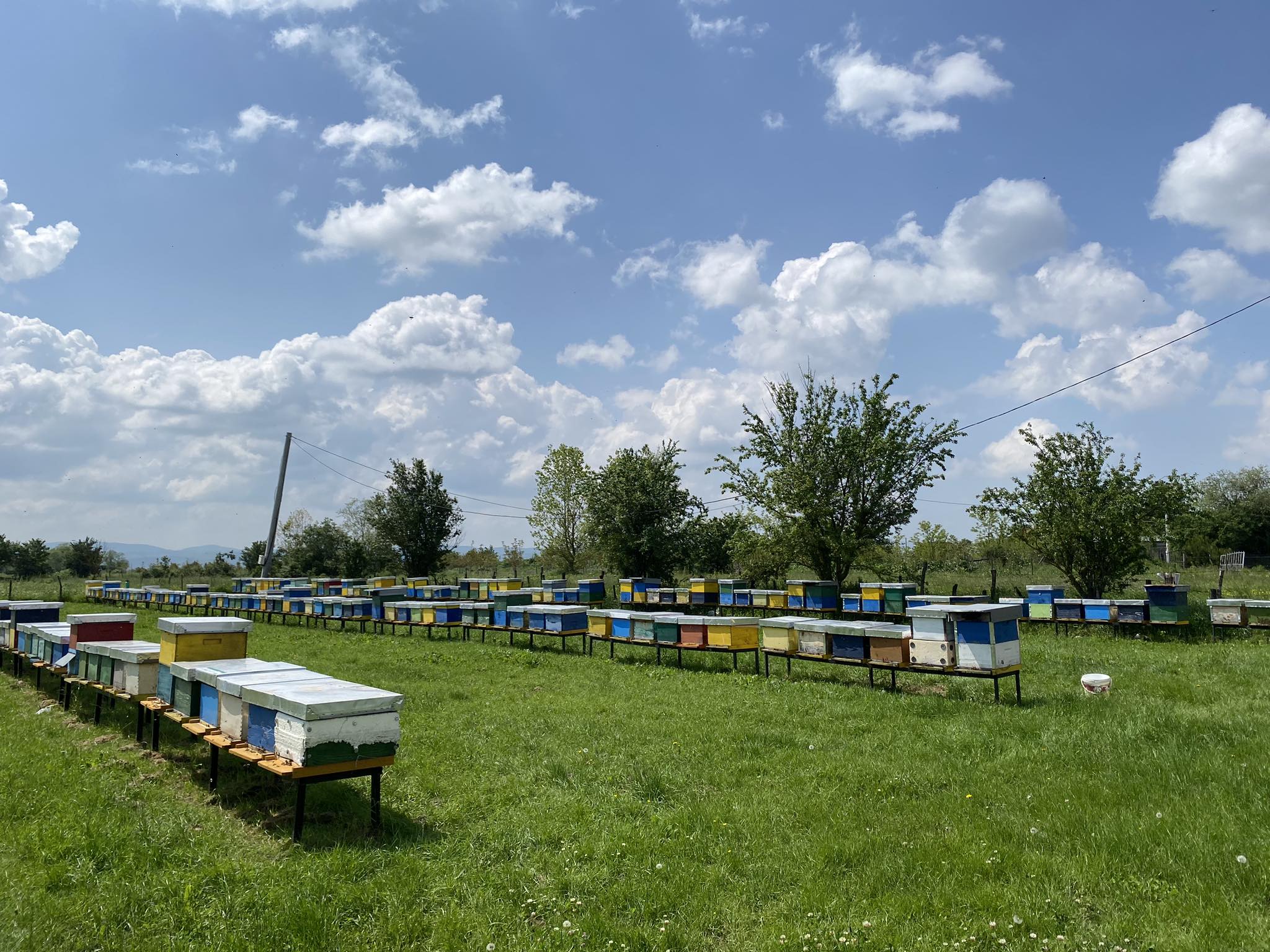 Success Story – Beekeeping in the Picturesque Village